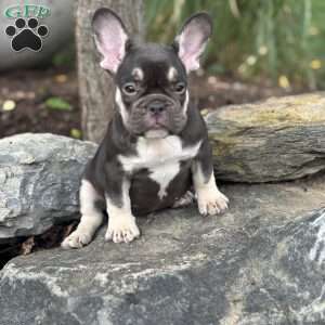 Serena, French Bulldog Puppy