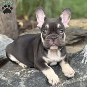 Serena, French Bulldog Puppy