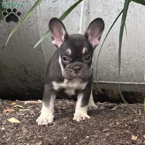 Serena, French Bulldog Puppy
