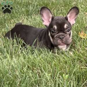 Serena, French Bulldog Puppy