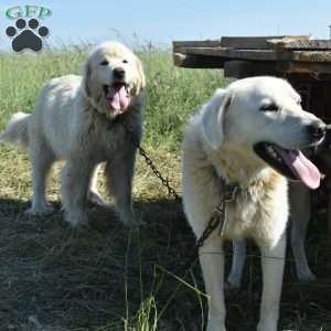 Bindi, Great Pyrenees Puppy