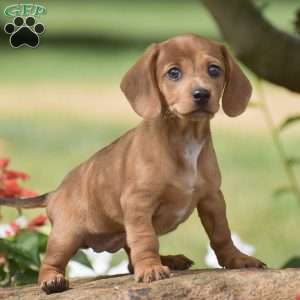 Fern – Mini, Dachshund Puppy