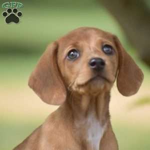Fern – Mini, Dachshund Puppy