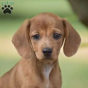 Fern – Mini, Dachshund Puppy