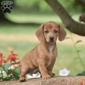 Fern – Mini, Dachshund Puppy