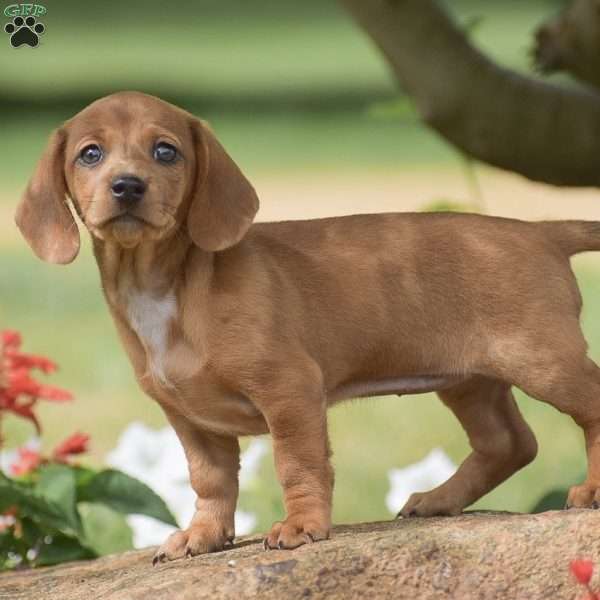 Fern – Mini, Dachshund Puppy