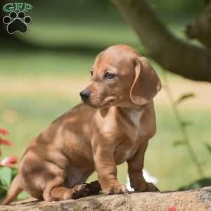 Fern – Mini, Dachshund Puppy