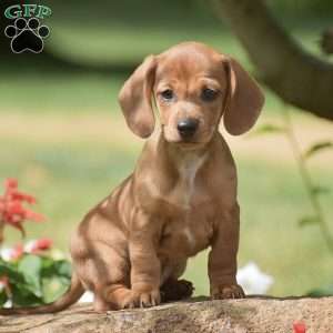 Fern – Mini, Dachshund Puppy