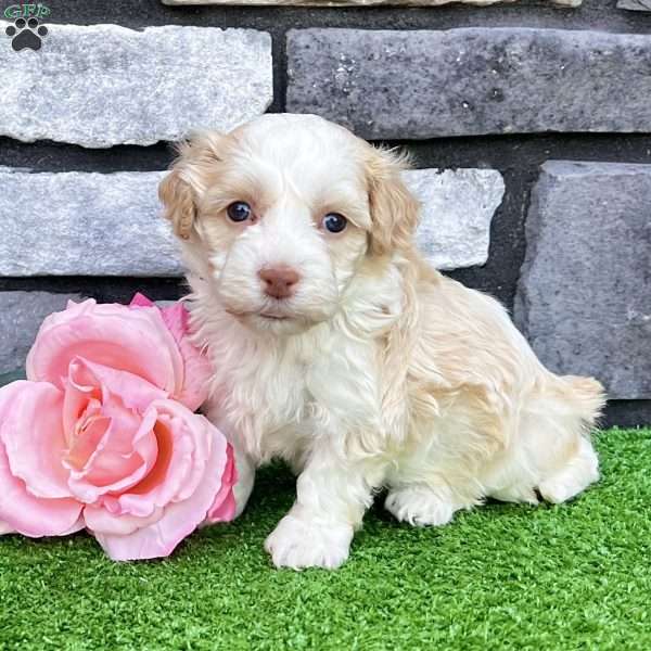 Rayne, Havanese Puppy