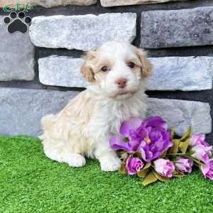 Rayne, Havanese Puppy