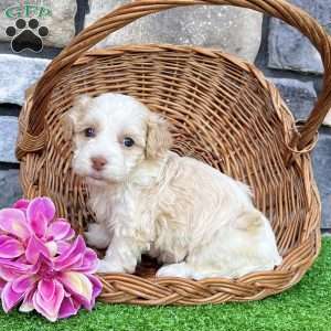 Rayne, Havanese Puppy