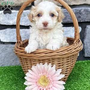 Rayne, Havanese Puppy