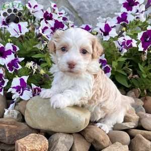 Rayne, Havanese Puppy