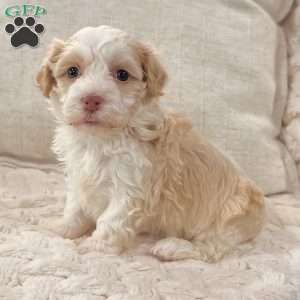 Rayne, Havanese Puppy