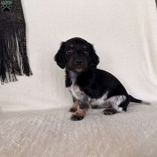 Matson, Dachshund Puppy