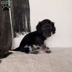 Matson, Dachshund Puppy