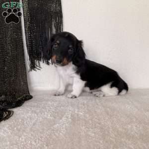Texan, Dachshund Puppy