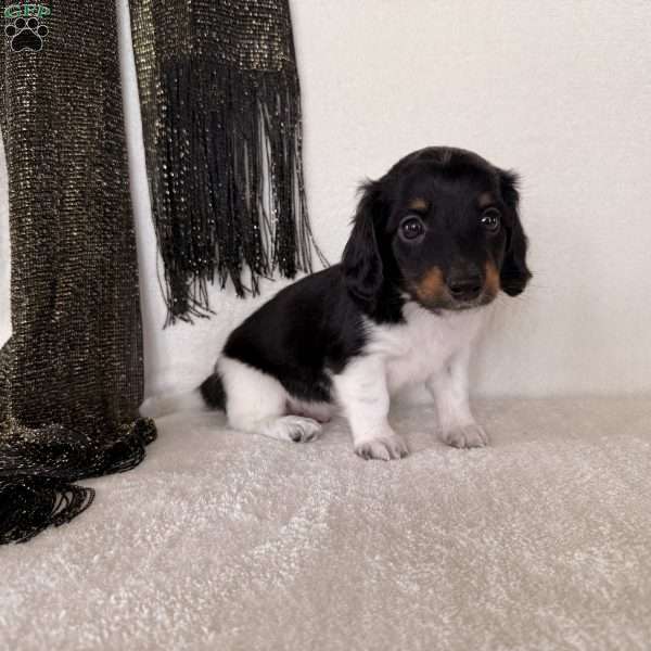 Texan, Dachshund Puppy