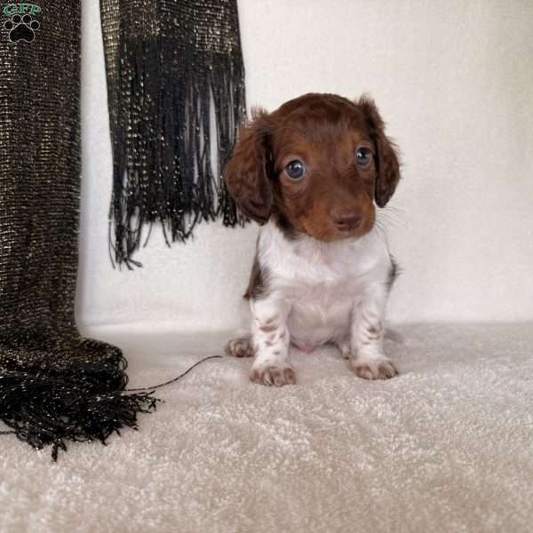 Regan, Dachshund Puppy