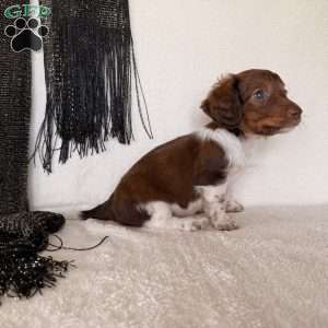 Regan, Dachshund Puppy