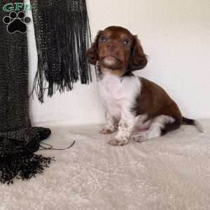 Regan, Dachshund Puppy