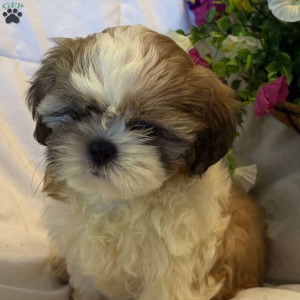 Twinkle, Shih Tzu Puppy