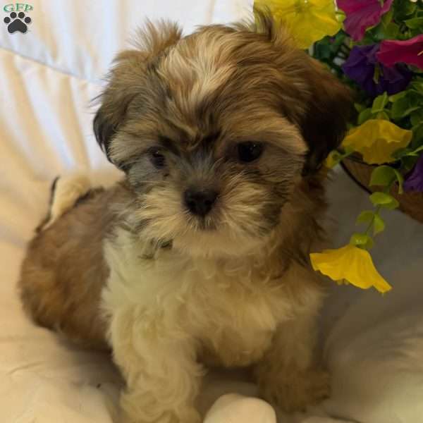 Taffy, Shih Tzu Puppy