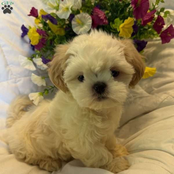 Tilly, Shih Tzu Puppy