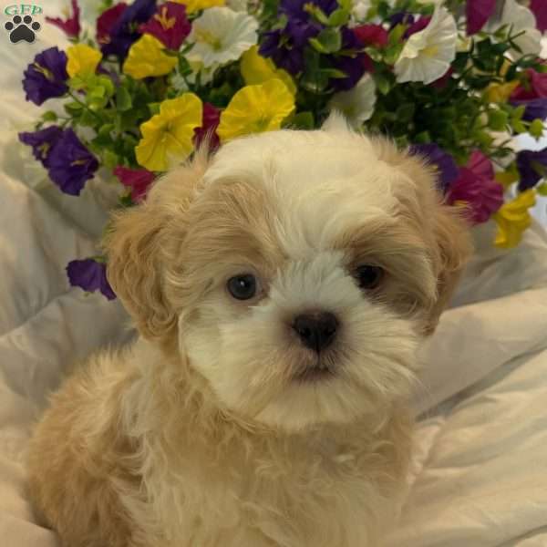 Thor, Shih Tzu Puppy