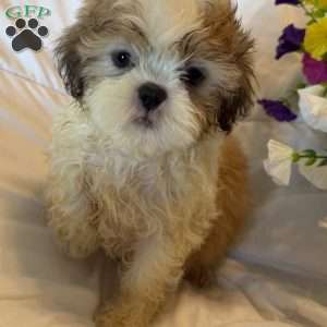 Titan, Shih Tzu Puppy