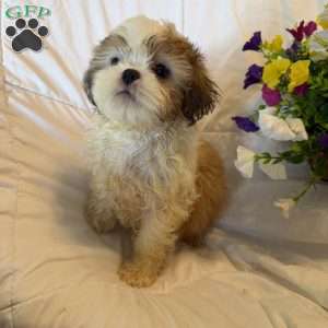 Titan, Shih Tzu Puppy