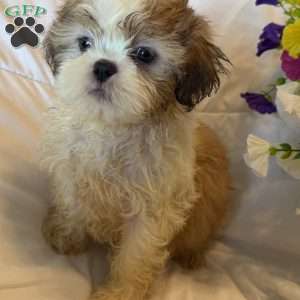 Titan, Shih Tzu Puppy
