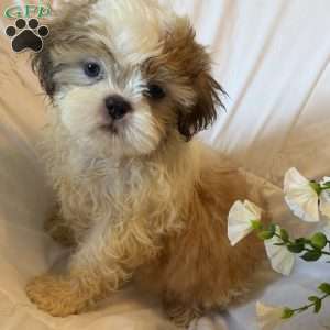 Titan, Shih Tzu Puppy