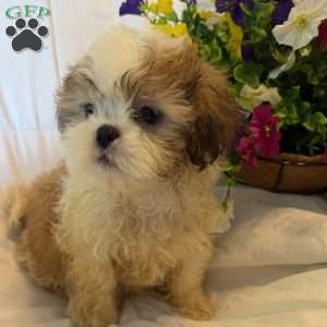 Titan, Shih Tzu Puppy