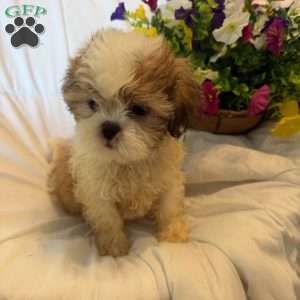 Titan, Shih Tzu Puppy