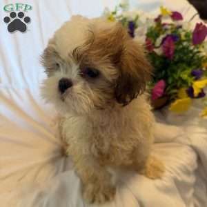 Titan, Shih Tzu Puppy