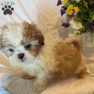 Titan, Shih Tzu Puppy