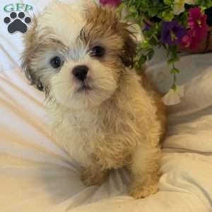 Titan, Shih Tzu Puppy