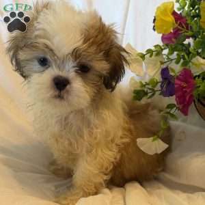 Titan, Shih Tzu Puppy