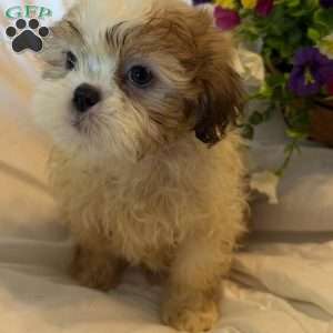 Titan, Shih Tzu Puppy
