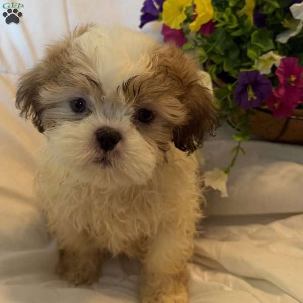 Titan, Shih Tzu Puppy