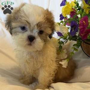 Titan, Shih Tzu Puppy