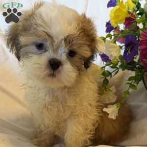 Titan, Shih Tzu Puppy