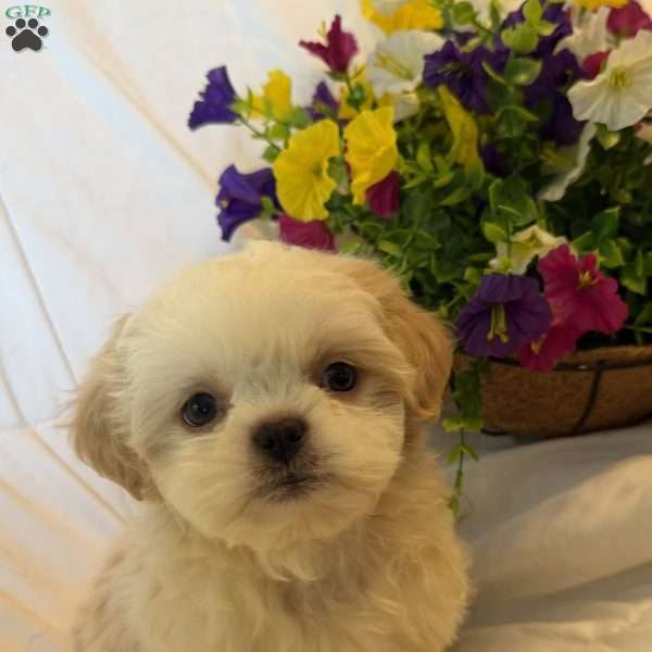 Trixie, Shih Tzu Puppy