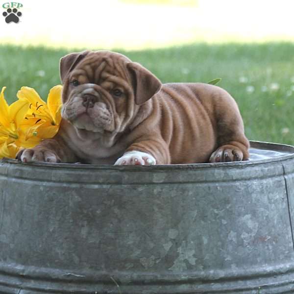Chubbs, English Bulldog Puppy