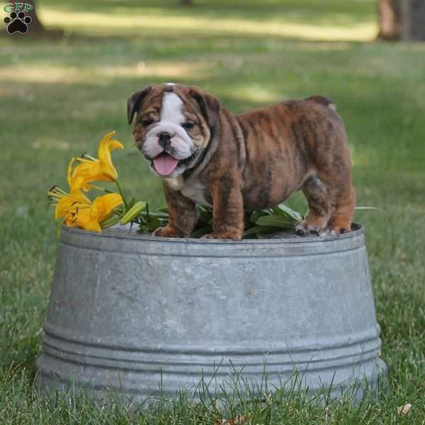 Charlie, English Bulldog Puppy