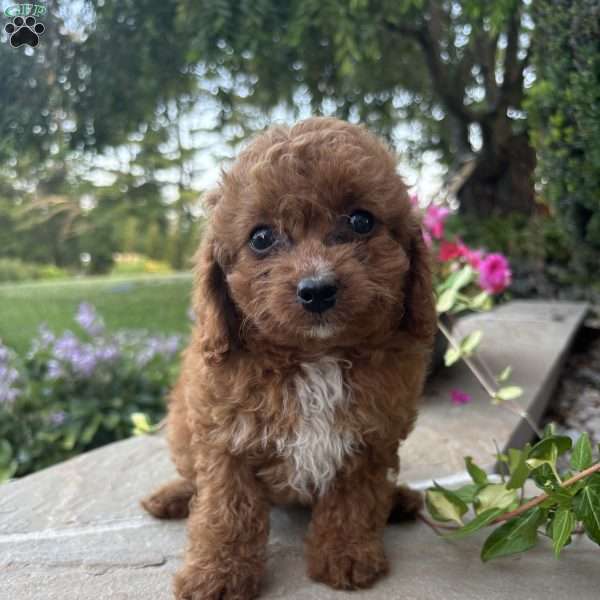 Bella, Toy Poodle Puppy