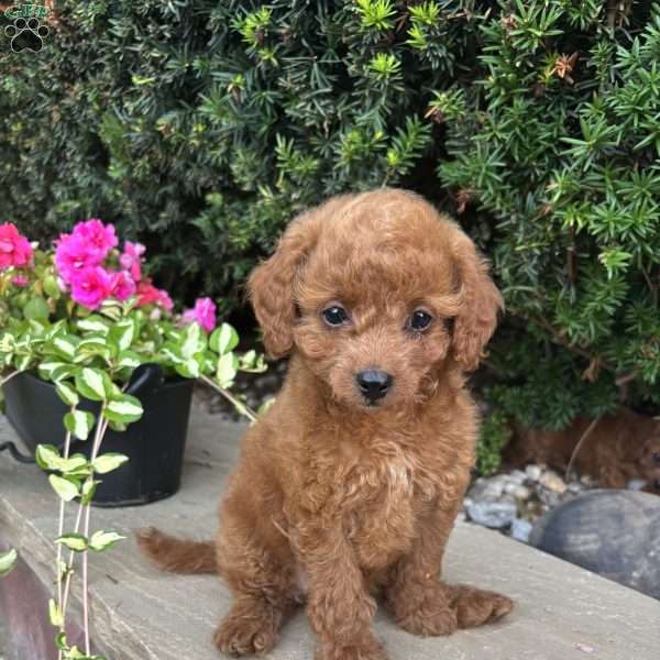 Daisy, Toy Poodle Puppy