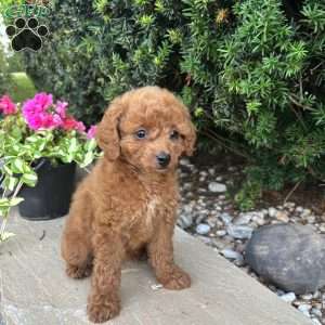 Daisy, Toy Poodle Puppy
