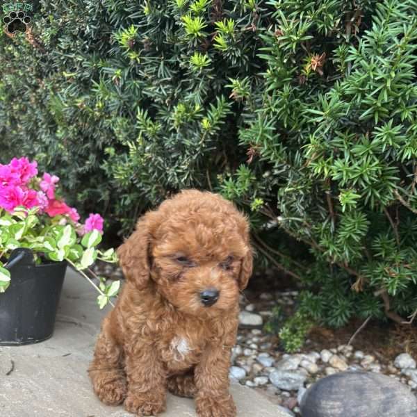 Teddy, Toy Poodle Puppy